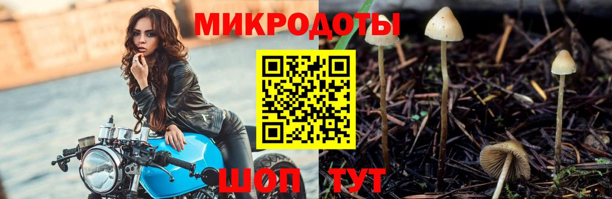 Железногорск  Псилоцибиновые грибы Psilocybe  Вход с VPN  Галлюциногенные грибы Psilocybe 